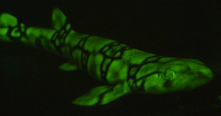 Illustration for article titled These new species of biofluorescent fish are beautifully strange